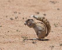 Surikat   Namibia, Snikekattfamilien, Solitaire camp, Surikat : Namibia, Snikekattfamilien, Solitaire camp, Surikat