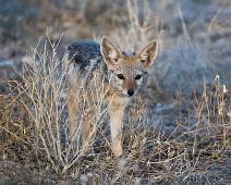 Svartryggsjakal   Svartrygget sjakal, black-backed jackal (Crocuta crocuta) : Svartrygget sjakal, black-backed jackal (Crocuta crocuta)