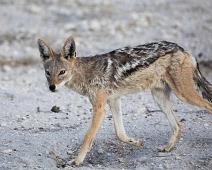 Svartryggsjakal   Svartrygget sjakal, black-backed jackal (Crocuta crocuta) : Svartrygget sjakal, black-backed jackal (Crocuta crocuta)