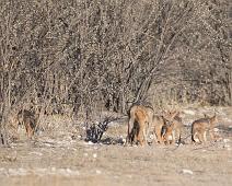 Svartryggsjakal   Svartrygget sjakal, black-backed jackal (Crocuta crocuta) : Svartrygget sjakal, black-backed jackal (Crocuta crocuta)