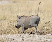 Vanlig vortesvin   Common Warthog, Phacochoerus africanus africanus, Vanlig vortesvin : Common Warthog, Phacochoerus africanus africanus, Vanlig vortesvin