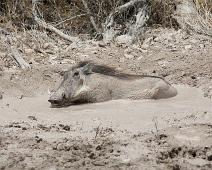 Vanlig vortesvin   Common Warthog, Phacochoerus africanus africanus, Vanlig vortesvin : Common Warthog, Phacochoerus africanus africanus, Vanlig vortesvin