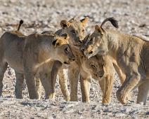Afrikans Løve   Afrikansk løve, Lion, Panthera leo : Afrikansk løve, Lion, Panthera leo