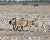 Afrikans Løve   Afrikansk løve, Lion, Panthera leo : Afrikansk løve, Lion, Panthera leo