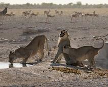 Afrikans Løve   Afrikansk løve, Lion, Panthera leo : Afrikansk løve, Lion, Panthera leo
