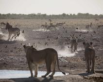 Afrikans Løve   Afrikansk løve, Lion, Panthera leo : Afrikansk løve, Lion, Panthera leo