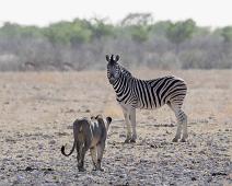 Afrikans Løve   Afrikansk løve, Burchellsebra, Equus burchelli, Lion, Panthera leo : Afrikansk løve, Burchellsebra, Equus burchelli, Lion, Panthera leo