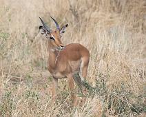 Black-faced impala   Impala, black-faced impala : Impala, black-faced impala