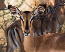 Black-faced impala   Impala, black-faced impala : Impala, black-faced impala