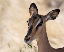 Black-faced impala   Impala, black-faced impala : Impala, black-faced impala