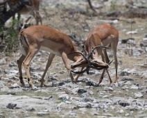 Black-faced impala   Impala, black-faced impala : Impala, black-faced impala