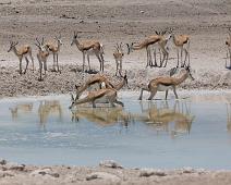 black-faced impala   Springbukk : Springbukk