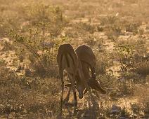 black-faced impala   Impala, black-faced impala : Impala, black-faced impala