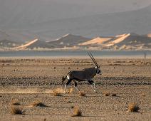 Oryx gazelle   Namibialandskap, Oryx, oryx gazella : Namibialandskap, Oryx, oryx gazella