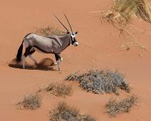 Oryx gazelle   Oryx, oryx gazella : Oryx, oryx gazella