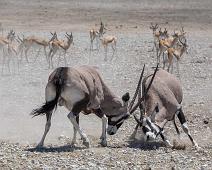 Oryx gazella   Oryx, oryx gazella : Oryx, oryx gazella