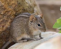 Four-striped grass mouse, Namibia, Namibia pattedyr, Rhabdomys pumilio : Four-striped grass mouse, Namibia, Namibia pattedyr, Rhabdomys pumilio