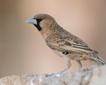 Blokkvever   Afrika, Blokkvever, Endemic, Namibia, Philetairus socius, Sociable weaver : Afrika, Blokkvever, Endemic, Namibia, Philetairus socius, Sociable weaver