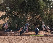 Afrika, Leptoptilos crumeniferus, Marabou stork, Marabustork, Namibia : Afrika, Leptoptilos crumeniferus, Marabou stork, Marabustork, Namibia