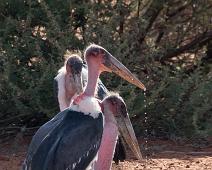 Maraboustork   Afrika, Leptoptilos crumeniferus, Marabou stork, Marabustork, Namibia : Afrika, Leptoptilos crumeniferus, Marabou stork, Marabustork, Namibia