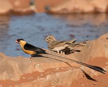 Spydhaleenke og nomadespurv hunn   28988 Old World Sparrows Snowfinches - Spurv, 29837 Indigobirds Whydahs - Paradisfugl, Afrika, Emberiza impetuani, Lark-like Bunting, Namibia, Nomadespurv, Passeridae, Shaft-tailed Whydah, Spydhaleenke, Vidua regia : 28988 Old World Sparrows Snowfinches - Spurv, 29837 Indigobirds Whydahs - Paradisfugl, Afrika, Emberiza impetuani, Lark-like Bunting, Namibia, Nomadespurv, Passeridae, Shaft-tailed Whydah, Spydhaleenke, Vidua regia