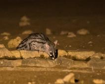 Common genet, Genetta genetta, Namibia, Namibia pattedyr, Vanlig genett : Common genet, Genetta genetta, Namibia, Namibia pattedyr, Vanlig genett