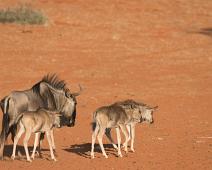 Namibia, Namibia pattedyr, Striped gnu : Namibia, Namibia pattedyr, Striped gnu