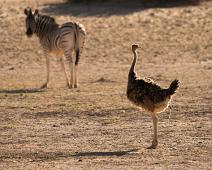 Afrika, Afrikansk struts, Namibia, Ostrich, Struthio camelus : Afrika, Afrikansk struts, Namibia, Ostrich, Struthio camelus