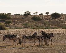 Burchellsebra, Equus burchelli, Namibia, Namibia pattedyr, vanlig sebra : Burchellsebra, Equus burchelli, Namibia, Namibia pattedyr, vanlig sebra
