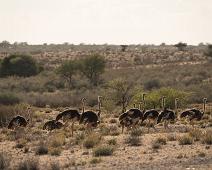 Afrika, Afrikansk struts, Namibia, Ostrich, Struthio camelus : Afrika, Afrikansk struts, Namibia, Ostrich, Struthio camelus