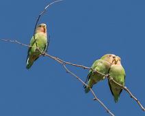 Rosenhodet dvergpapegøye   11833 Old World Parrots - Papegøyer, Afrika, Agapornis roseicollis, Namibia, Rosenhodet dvergpapegøye, Rosy-faced Lovebird : 11833 Old World Parrots - Papegøyer, Afrika, Agapornis roseicollis, Namibia, Rosenhodet dvergpapegøye, Rosy-faced Lovebird