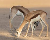 Namibia, Namibia pattedyr, Springbok : Namibia, Namibia pattedyr, Springbok