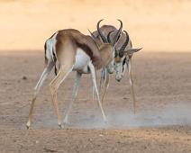 Namibia, Namibia pattedyr, Springbok : Namibia, Namibia pattedyr, Springbok
