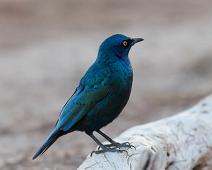 Grønnglansstær   Afrika, Cape glossy starling, Grønnglansstær, Lamprotornis nitens, Namibia, Red-shouldered Glossy-Starling : Afrika, Cape glossy starling, Grønnglansstær, Lamprotornis nitens, Namibia, Red-shouldered Glossy-Starling