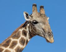 Namibia, Namibia pattedyr, Southern giraffe : Namibia, Namibia pattedyr, Southern giraffe