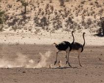 Afrikansk struts   Afrika, Afrikansk struts, Namibia, Ostrich, Struthio camelus : Afrika, Afrikansk struts, Namibia, Ostrich, Struthio camelus