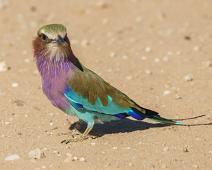 Savanneråke   19911 Crows Jays - Kråker, Afrika, Coracias caudatus, Corvidae, Lilac-breasted Roller, Namibia, Savanneråke : 19911 Crows Jays - Kråker, Afrika, Coracias caudatus, Corvidae, Lilac-breasted Roller, Namibia, Savanneråke