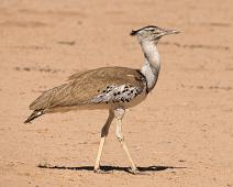 Koritrappe hann   Afrika, Ardeotis kori, Kori bustard, Koritrappe, Namibia : Afrika, Ardeotis kori, Kori bustard, Koritrappe, Namibia