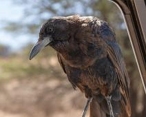 19911 Crows Jays - Kråker, Afrika, Cape crow, Corvidae, Corvus capensis, Namibia, Smalnebbkråke : 19911 Crows Jays - Kråker, Afrika, Cape crow, Corvidae, Corvus capensis, Namibia, Smalnebbkråke