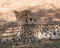 Cheetah, Namibia, Namibia pattedyr : Cheetah, Namibia, Namibia pattedyr