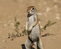Afrikansk jordekorn, Ground squirrel, Namibia, Namibia pattedyr, Xerus inauris : Afrikansk jordekorn, Ground squirrel, Namibia, Namibia pattedyr, Xerus inauris