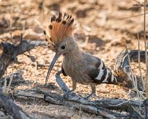 Afrikahærfugl   African hoopoe, Afrika, Afrikahærfugl, Namibia, Upupa africana : African hoopoe, Afrika, Afrikahærfugl, Namibia, Upupa africana
