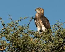 Ung svartbrystslangeørn   Afrika, Black-chested snakeeagle, Circaetus pectoralis, Juvenil, Namibia, Svartbrystslangeørn : Afrika, Black-chested snakeeagle, Circaetus pectoralis, Juvenil, Namibia, Svartbrystslangeørn