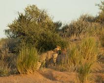 Cheetah, Namibia, Namibia pattedyr : Cheetah, Namibia, Namibia pattedyr