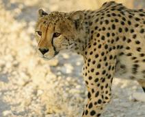 Cheetah, Namibia, Namibia pattedyr : Cheetah, Namibia, Namibia pattedyr
