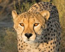 Cheetah, Namibia, Namibia pattedyr : Cheetah, Namibia, Namibia pattedyr