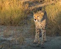 Cheetah, Namibia, Namibia pattedyr : Cheetah, Namibia, Namibia pattedyr