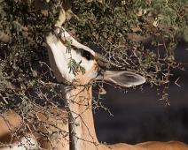 Namibia, Namibia pattedyr, Springbok : Namibia, Namibia pattedyr, Springbok