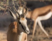 Namibia, Namibia pattedyr, Springbok : Namibia, Namibia pattedyr, Springbok