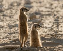 Namibia, Namibia pattedyr, Surikat : Namibia, Namibia pattedyr, Surikat